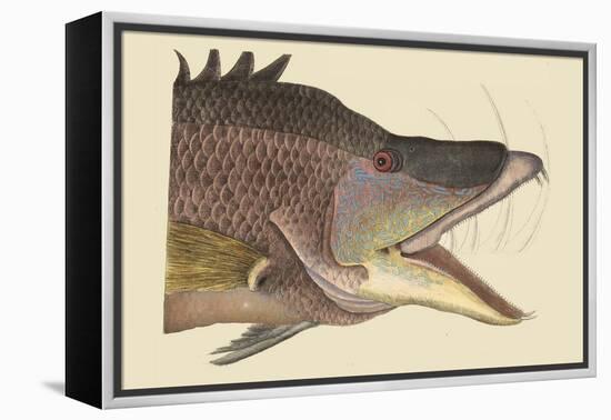 Great Hog Fish-Mark Catesby-Framed Stretched Canvas