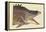 Great Hog Fish-Mark Catesby-Framed Stretched Canvas