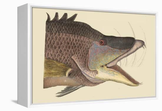 Great Hog Fish-Mark Catesby-Framed Stretched Canvas