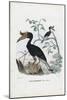 Great Hornbill, 1863-79-Raimundo Petraroja-Mounted Giclee Print