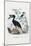 Great Hornbill, 1863-79-Raimundo Petraroja-Mounted Giclee Print