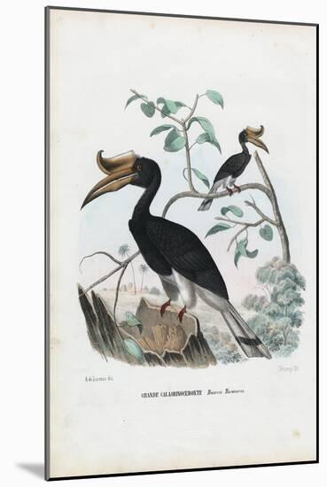 Great Hornbill, 1863-79-Raimundo Petraroja-Mounted Giclee Print