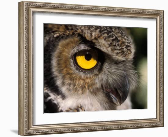 Great Horned Owl, Alaska Zoo, Anchorage, Alaska, USA-Steve Kazlowski-Framed Photographic Print