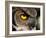 Great Horned Owl, Alaska Zoo, Anchorage, Alaska, USA-Steve Kazlowski-Framed Photographic Print