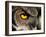 Great Horned Owl, Alaska Zoo, Anchorage, Alaska, USA-Steve Kazlowski-Framed Photographic Print