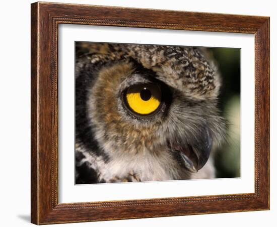 Great Horned Owl, Alaska Zoo, Anchorage, Alaska, USA-Steve Kazlowski-Framed Photographic Print