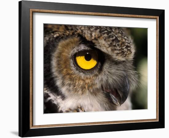 Great Horned Owl, Alaska Zoo, Anchorage, Alaska, USA-Steve Kazlowski-Framed Photographic Print