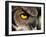 Great Horned Owl, Alaska Zoo, Anchorage, Alaska, USA-Steve Kazlowski-Framed Photographic Print