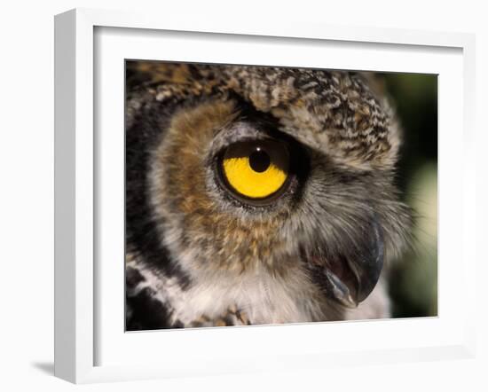 Great Horned Owl, Alaska Zoo, Anchorage, Alaska, USA-Steve Kazlowski-Framed Photographic Print