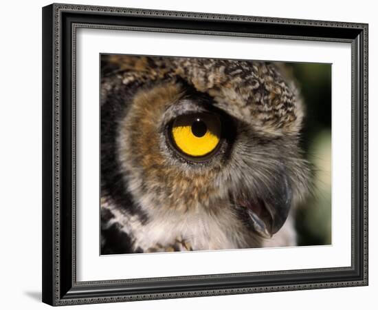 Great Horned Owl, Alaska Zoo, Anchorage, Alaska, USA-Steve Kazlowski-Framed Photographic Print