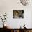 Great Horned Owl, Alaska Zoo, Anchorage, Alaska, USA-Steve Kazlowski-Photographic Print displayed on a wall