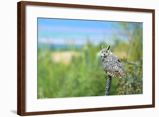 Great Horned Owl, also known as the Tiger Owl-Richard Wright-Framed Photographic Print