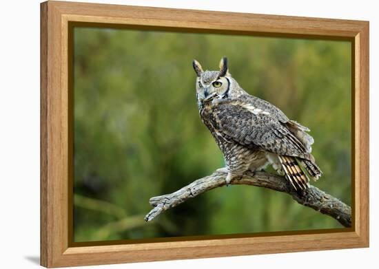 Great Horned Owl, also known as the Tiger Owl-Richard Wright-Framed Premier Image Canvas