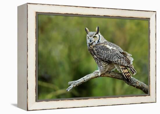 Great Horned Owl, also known as the Tiger Owl-Richard Wright-Framed Premier Image Canvas