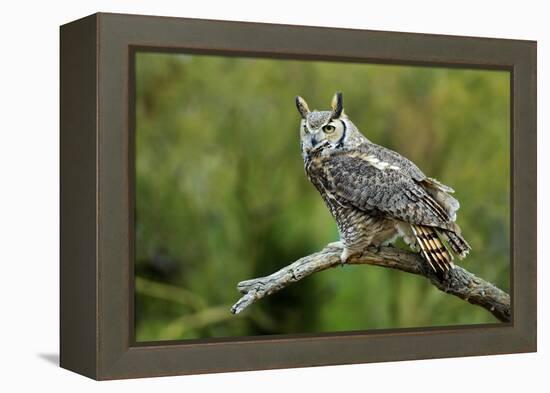 Great Horned Owl, also known as the Tiger Owl-Richard Wright-Framed Premier Image Canvas