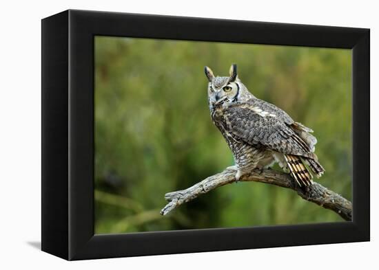 Great Horned Owl, also known as the Tiger Owl-Richard Wright-Framed Premier Image Canvas