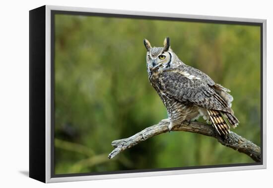 Great Horned Owl, also known as the Tiger Owl-Richard Wright-Framed Premier Image Canvas