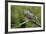 Great Horned Owl, also known as the Tiger Owl-Richard Wright-Framed Photographic Print