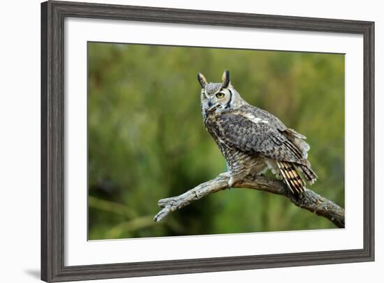 Great Horned Owl, also known as the Tiger Owl-Richard Wright-Framed Photographic Print