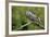 Great Horned Owl, also known as the Tiger Owl-Richard Wright-Framed Photographic Print