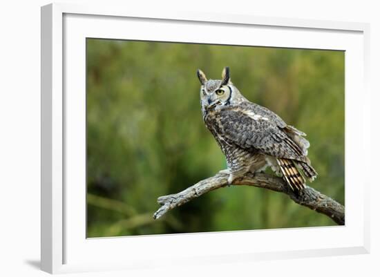 Great Horned Owl, also known as the Tiger Owl-Richard Wright-Framed Photographic Print