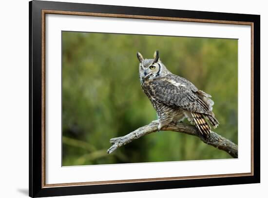 Great Horned Owl, also known as the Tiger Owl-Richard Wright-Framed Photographic Print