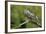 Great Horned Owl, also known as the Tiger Owl-Richard Wright-Framed Photographic Print