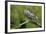 Great Horned Owl, also known as the Tiger Owl-Richard Wright-Framed Photographic Print