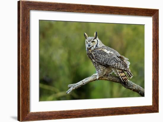 Great Horned Owl, also known as the Tiger Owl-Richard Wright-Framed Photographic Print