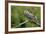 Great Horned Owl, also known as the Tiger Owl-Richard Wright-Framed Photographic Print