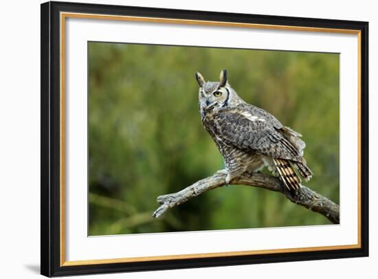 Great Horned Owl, also known as the Tiger Owl-Richard Wright-Framed Photographic Print