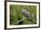 Great Horned Owl, also known as the Tiger Owl-Richard Wright-Framed Photographic Print