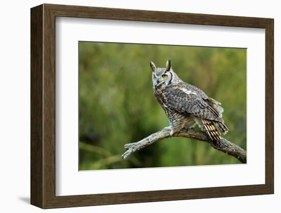 Great Horned Owl, also known as the Tiger Owl-Richard Wright-Framed Photographic Print