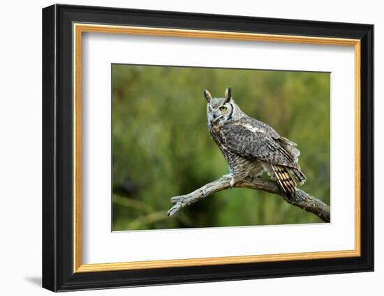 Great Horned Owl, also known as the Tiger Owl-Richard Wright-Framed Photographic Print