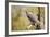 Great-Horned Owl , Arizona-Birdiegal-Framed Photographic Print