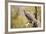 Great-Horned Owl , Arizona-Birdiegal-Framed Photographic Print