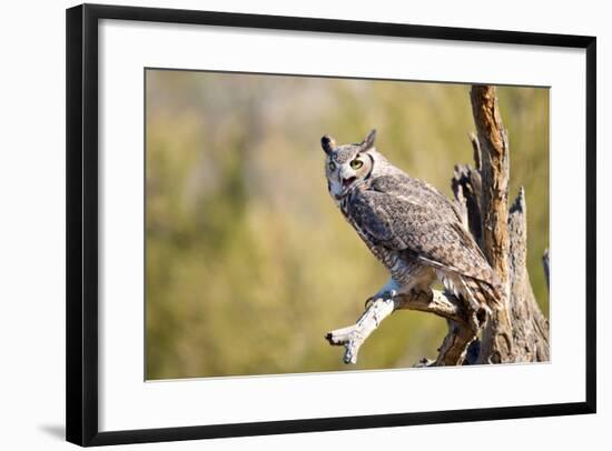 Great-Horned Owl , Arizona-Birdiegal-Framed Photographic Print