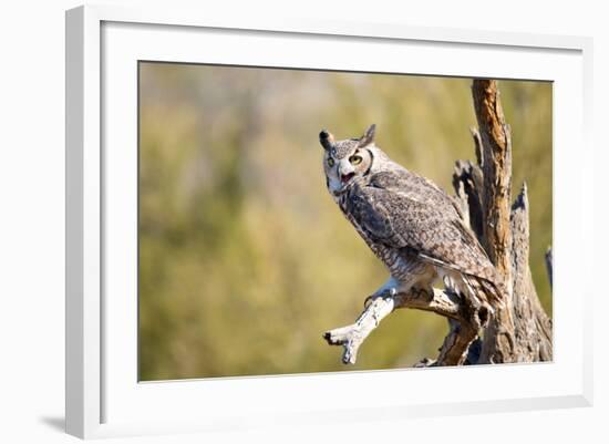 Great-Horned Owl , Arizona-Birdiegal-Framed Photographic Print