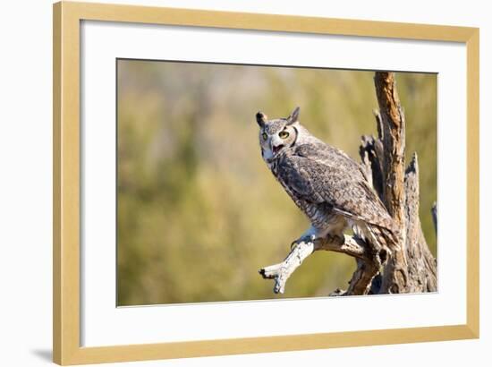 Great-Horned Owl , Arizona-Birdiegal-Framed Photographic Print