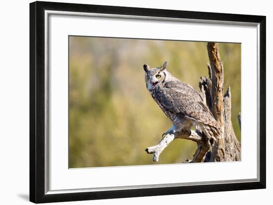 Great-Horned Owl , Arizona-Birdiegal-Framed Photographic Print