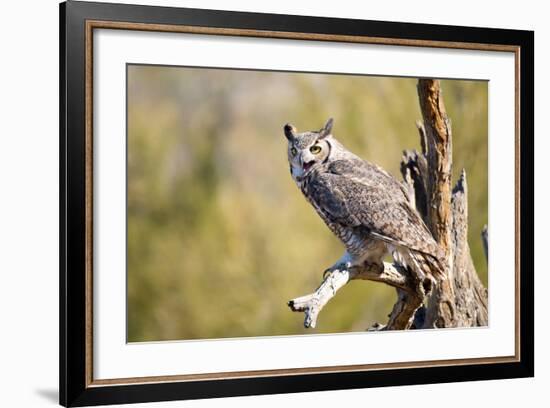 Great-Horned Owl , Arizona-Birdiegal-Framed Photographic Print