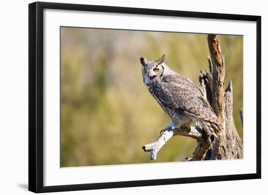 Great-Horned Owl , Arizona-Birdiegal-Framed Photographic Print