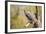 Great-Horned Owl , Arizona-Birdiegal-Framed Photographic Print