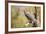 Great-Horned Owl , Arizona-Birdiegal-Framed Photographic Print