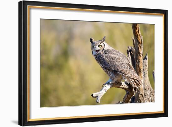 Great-Horned Owl , Arizona-Birdiegal-Framed Photographic Print