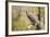 Great-Horned Owl , Arizona-Birdiegal-Framed Photographic Print