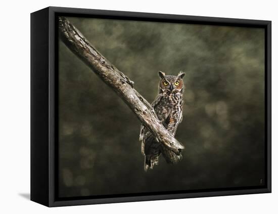 Great Horned Owl at Shiloh-Jai Johnson-Framed Premier Image Canvas