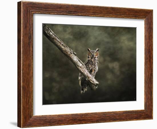 Great Horned Owl at Shiloh-Jai Johnson-Framed Giclee Print