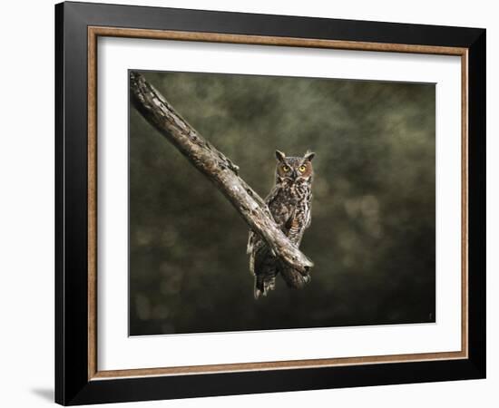 Great Horned Owl at Shiloh-Jai Johnson-Framed Giclee Print