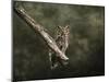 Great Horned Owl at Shiloh-Jai Johnson-Mounted Giclee Print